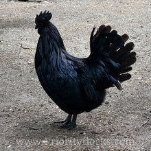 Load image into Gallery viewer, Ayam Cemani - Day old Chick
