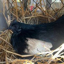 Load image into Gallery viewer, Ayam Cemani - Day old Chick
