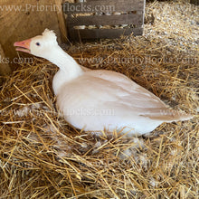 Load image into Gallery viewer, Roman Tufted Goose (Anser anser)
