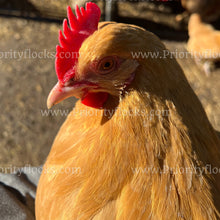 Load image into Gallery viewer, Buff Orpingtons (Gallus gallus)
