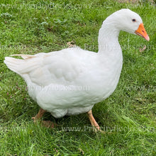 Load image into Gallery viewer, Embden Goose (Anser anser)
