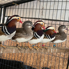 Load image into Gallery viewer, Mandarin Duck (Aix galericulata)
