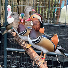 Load image into Gallery viewer, Mandarin Duck (Aix galericulata)
