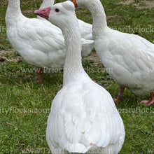 Load image into Gallery viewer, Roman Tufted Goose (Anser anser)
