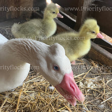 Load image into Gallery viewer, Roman Tufted Goose (Anser anser)
