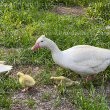 Load image into Gallery viewer, Roman Tufted Goose (Anser anser)
