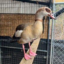 Load image into Gallery viewer, Egyptian Goose (Alopochen aegyptiaca)
