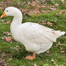 Load image into Gallery viewer, Embden Goose (Anser anser)
