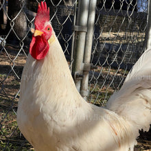 Load image into Gallery viewer, 55 Flowery Hen (Gallus gallus)
