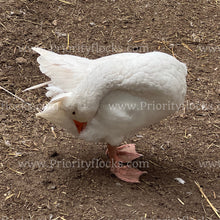 Load image into Gallery viewer, Roman Tufted Goose (Anser anser)
