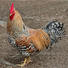 Load image into Gallery viewer, German Bielefelder (Gallus gallus)
