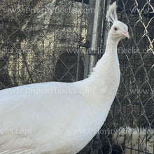 Load image into Gallery viewer, White Peafowl (Pavo cristatus)
