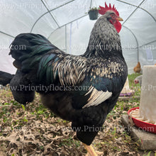 Load image into Gallery viewer, Double Silver Laced Barnevelder (Gallus gallus)
