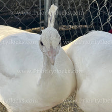 Load image into Gallery viewer, White Peafowl (Pavo cristatus)
