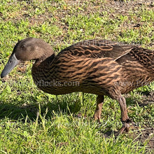 Load image into Gallery viewer, Dutch Hookbill Duck (Anas platyrhynchos domesticus)
