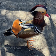 Load image into Gallery viewer, Mandarin Duck (Aix galericulata)
