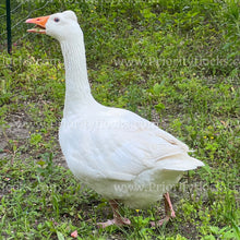 Load image into Gallery viewer, Roman Tufted Goose (Anser anser)
