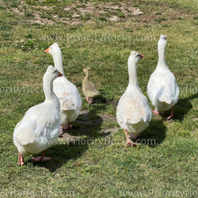 Load image into Gallery viewer, Roman Tufted Goose (Anser anser)
