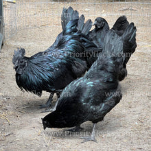 Load image into Gallery viewer, Ayam Cemani (Gallus gallus)
