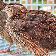 Load image into Gallery viewer, Jumbo Coturnix Quail (Feather Sexable) Hatching Eggs
