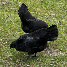 Load image into Gallery viewer, Ayam Cemani (Gallus gallus)
