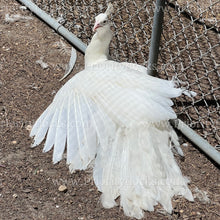 Load image into Gallery viewer, White Peafowl (Pavo cristatus)
