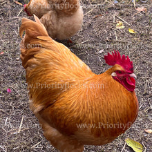 Load image into Gallery viewer, Buff Orpingtons (Gallus gallus)
