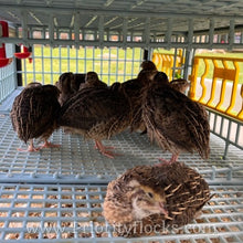 Load image into Gallery viewer, Jumbo Coturnix Quail (Feather Sexable) Hatching Eggs
