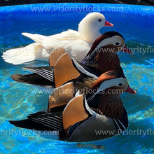 Load image into Gallery viewer, Mandarin Duck (Aix galericulata)
