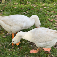 Load image into Gallery viewer, Embden Goose (Anser anser)
