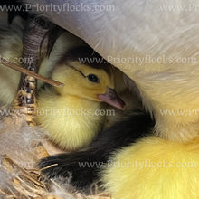 Load image into Gallery viewer, Muscovy Duck (Cairina moschata)
