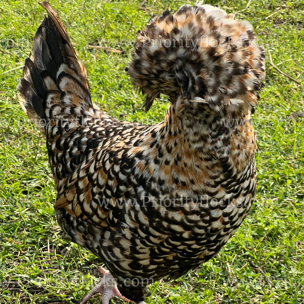 Candy Corn Polish (Gallus gallus)