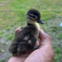 Load image into Gallery viewer, Mandarin Duck (Aix galericulata)
