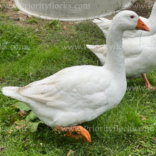 Load image into Gallery viewer, Embden Goose (Anser anser)
