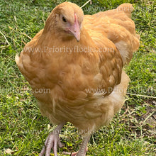 Load image into Gallery viewer, Buff Orpingtons (Gallus gallus)
