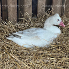 Load image into Gallery viewer, Roman Tufted Goose (Anser anser)
