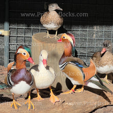 Load image into Gallery viewer, Mandarin Duck (Aix galericulata)
