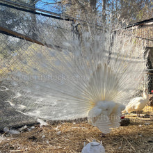 Load image into Gallery viewer, White Peafowl (Pavo cristatus)
