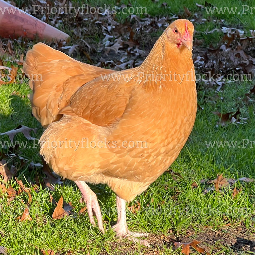 Buff Orpingtons (Gallus gallus)