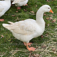 Load image into Gallery viewer, Embden Goose (Anser anser)
