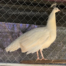 Load image into Gallery viewer, White Peafowl (Pavo cristatus)
