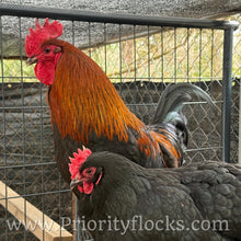 Load image into Gallery viewer, Black Copper Maran - Day Old Chick
