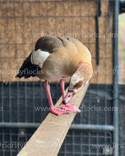 Load image into Gallery viewer, Egyptian Goose (Alopochen aegyptiaca)
