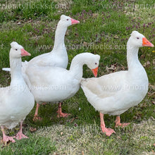 Load image into Gallery viewer, Roman Tufted Goose (Anser anser)
