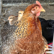 Load image into Gallery viewer, German Bielefelder (Gallus gallus)
