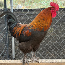 Load image into Gallery viewer, Black Copper Maran - Day Old Chick
