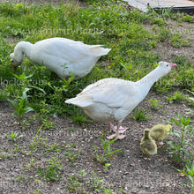 Load image into Gallery viewer, Roman Tufted Goose (Anser anser)
