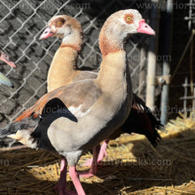 Load image into Gallery viewer, Egyptian Goose (Alopochen aegyptiaca)
