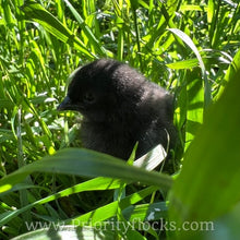 Load image into Gallery viewer, Ayam Cemani - Day old Chick
