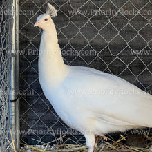 Load image into Gallery viewer, White Peafowl (Pavo cristatus)
